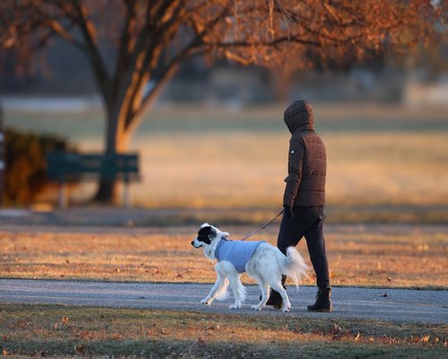 A person walking their dog in a city park during sunset
